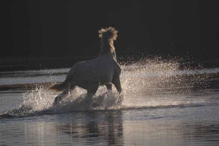 mustangs